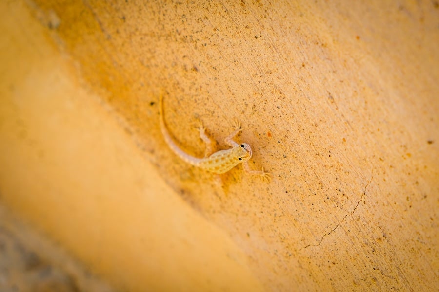 Lizard climbing a wall in Oman