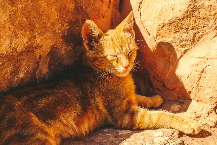 Pet cat at Petra, Jordan