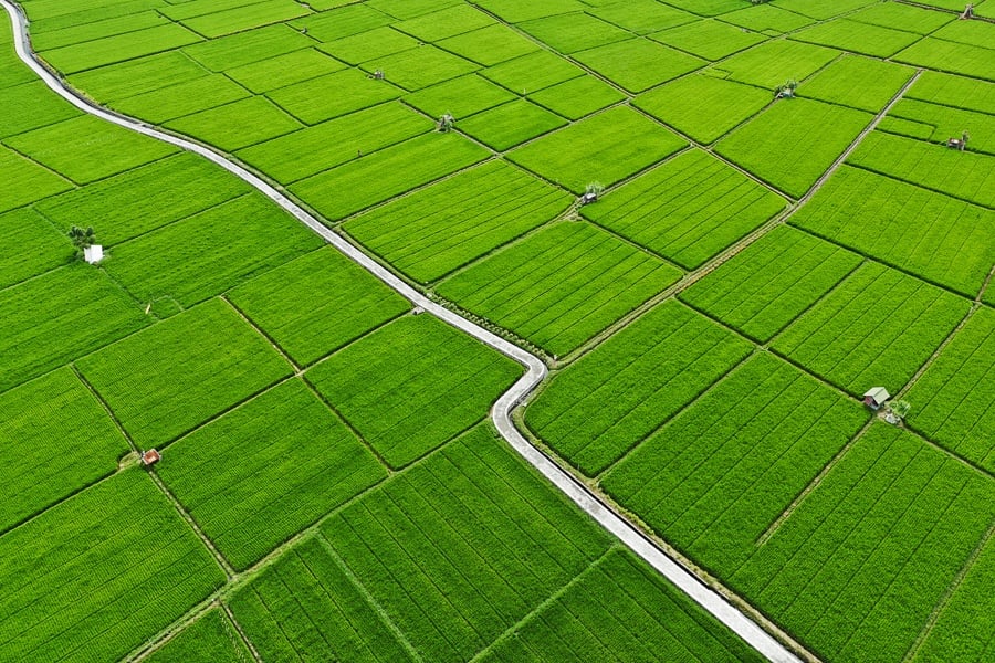 Drone view of rice fields near Sanur, Bali