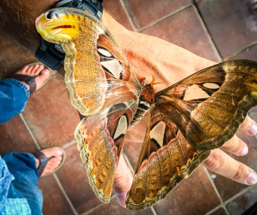 Giant atlas moth at the Bali Butterfly Park in Kemenuh