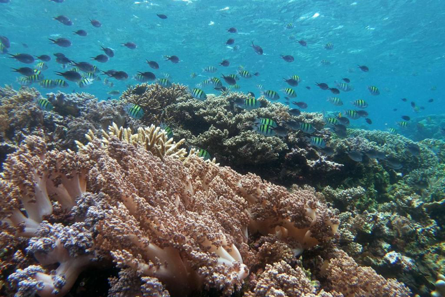 Snorkeling at 3WILL Dive Resort in Bunaken
