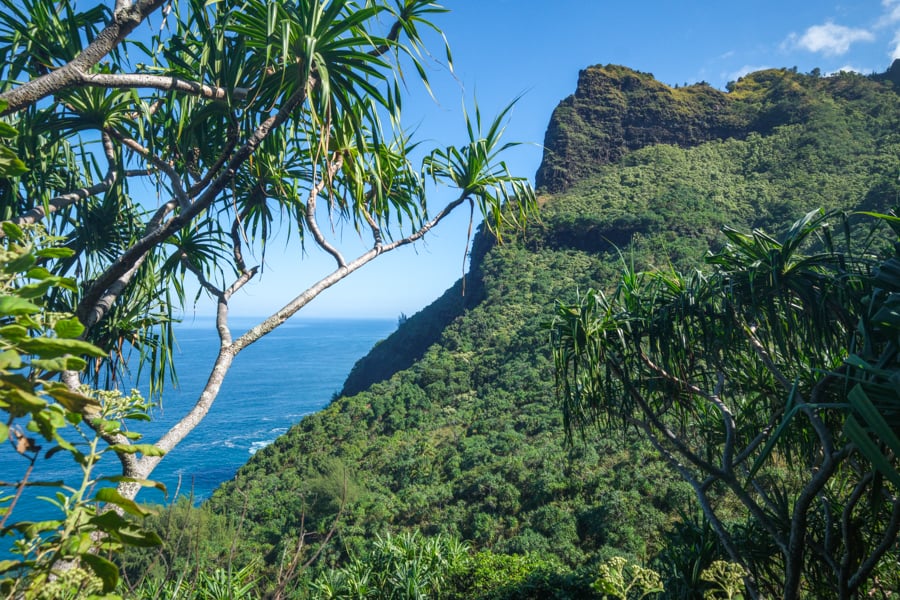 Exotic plants and scenery at the Kalalau Trail in Kauai