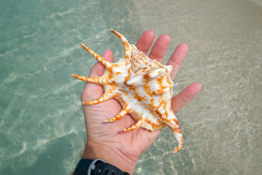 Holding a seashell at Gusung Asem sandbar