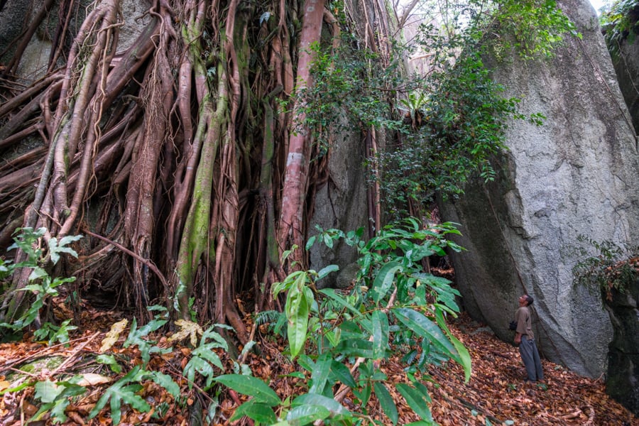Tree roots on the side of the rock at Batu Belimbing