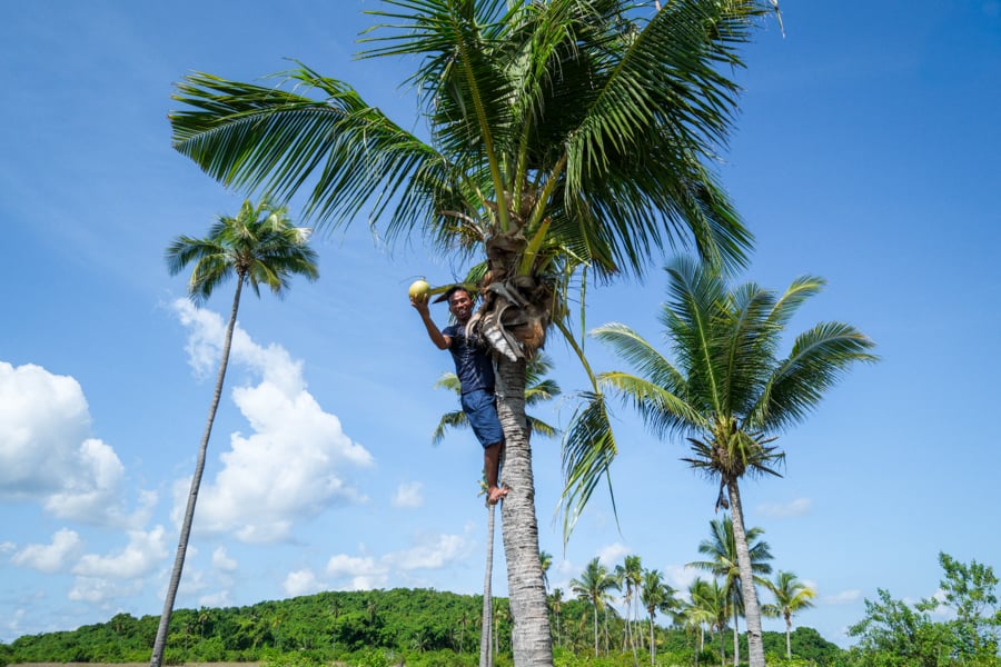 My guide getting coconuts from a palm tree in Liwutonkidi island