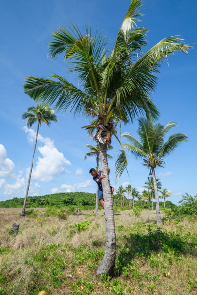 My guide getting coconuts from a palm tree in Liwutonkidi island