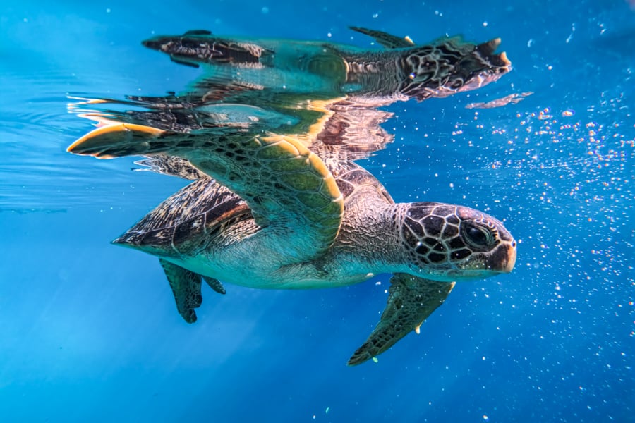 Sea turtle at the Moko lake in Muna Sulawesi