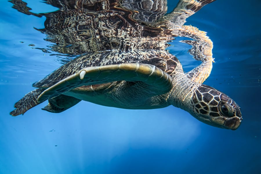 Sea turtle at the Moko lake in Muna