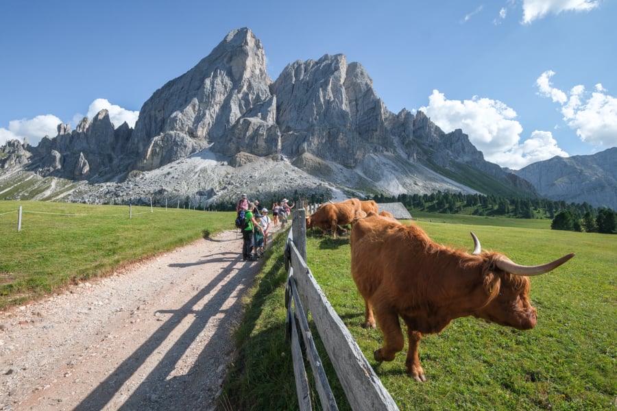 Long horned cattle at Peitlerkofel in the Dolomites