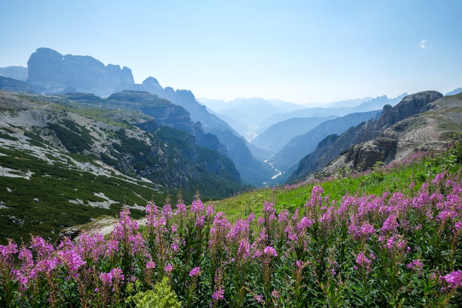 Purple flowers above a canyon at Lavaredo