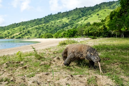 Komodo island